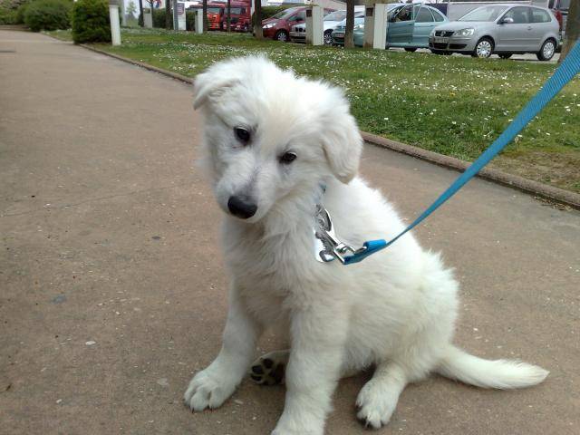 Berger Blanc Suisse Balzac - Berger Blanc Suisse