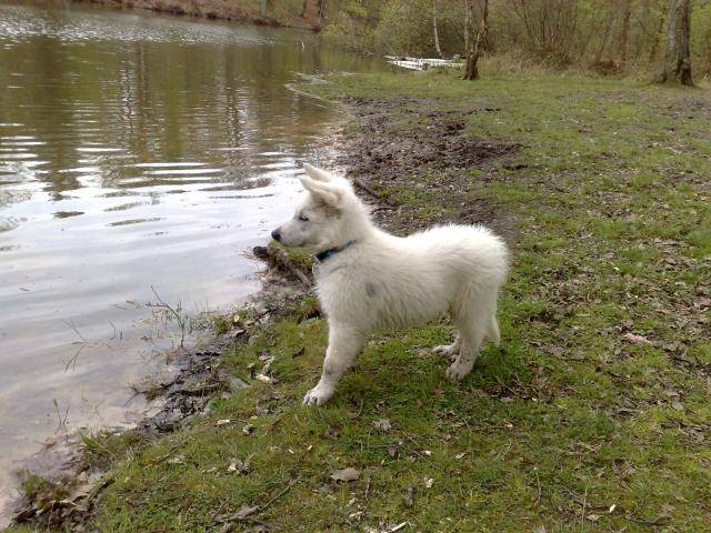 Berger Blanc Suisse - Berger Blanc Suisse