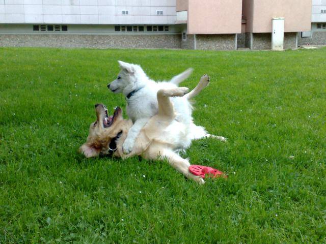 Berger Blanc Suisse BALZAC - Berger Blanc Suisse