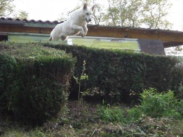 Berger blanc suisse B'Luna - Berger Blanc Suisse