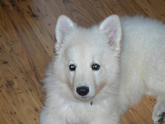 Faloue, petite chienne Berger Blanc Suisse - Berger Blanc Suisse