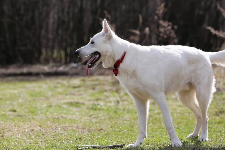 Photo Berger Blanc Suisse