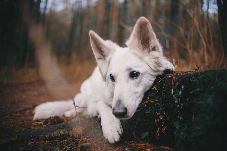 Un Berger Blanc Suisse allongé au pied d'un arbre