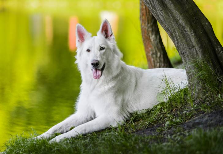 Un Berger Blanc Suisse  allongé au bord d'un lac
