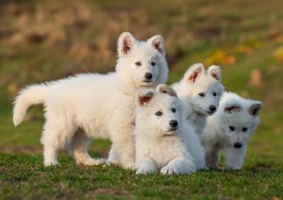 Quatre chiots Bergers Blancs Suisses dans le jardin