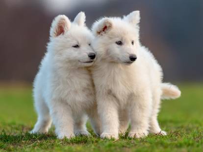 Deux chiots Bergers Blancs Suisses