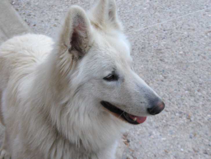 Eclair - Berger Blanc Suisse Mâle (5 ans)