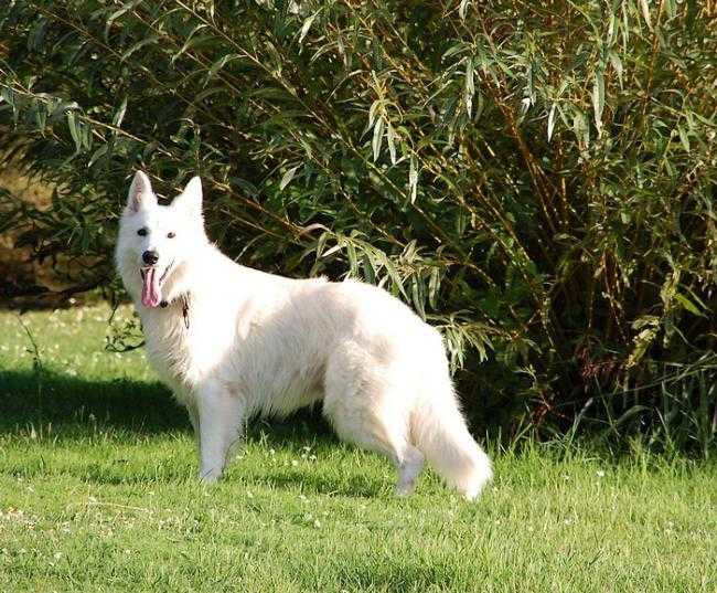 Le Berger Blanc Suisse