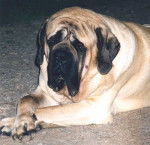 Mastiff - Mastiff