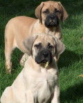 Mastiff - Mastiff