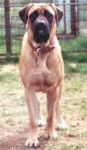 Mastiff - Mastiff