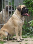 Mastiff - Mastiff