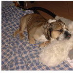 bouledogue Anglais - Mastiff