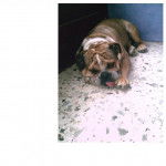 Bouledogue Anglais Max-Arthur - Mastiff