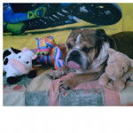 Bouledogue Anglais - Max - Mastiff