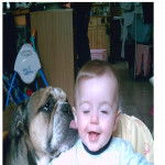 BOULEDOGUE ANGLAIS MAX ARTHUR - Mastiff