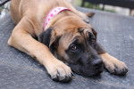 Photo Mastiff