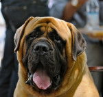 Photo Mastiff