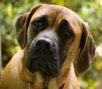 Photo Mastiff