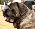 Photo Mastiff