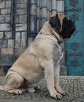 Photo Mastiff