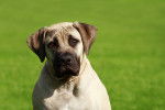 Photo Mastiff
