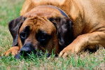 Photo Mastiff