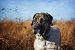Photo Mastiff