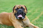 Photo Mastiff