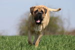 Un Mastiff court dans un champ d'herbe