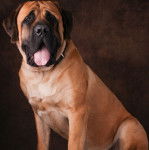 Un Mastiff tirant la langue et portant un collier autour du cou
