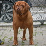 Un Mastiff sur un sol pavé 