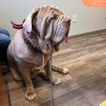 Un Mastiff assis sur un plancher et qui est tenu en laisse 