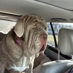 Un Mastiff dans une voiture et portant un collier autour du cou