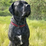 Un Mastiff assis sur une surface herbacée et portant un collier autour du cou