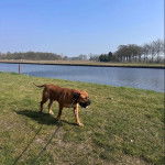 Un Mastiff marchant sur un terrain herbeux et qui est tenu en laisse