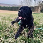 Un Mastiff allongé sur une surface herbacée et tirant la langue 