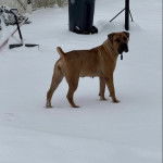 Un Mastiff sur une surface enneigée et portant un collier autour du cou