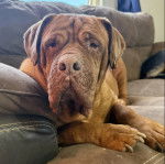 Un Mastiff allongé sur un canapé et semblant détendu 