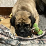 Un Mastiff allongé et portant un collier autour du cou 