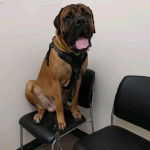 Un Mastiff assis sur une chaise et portant un harnais 