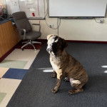 Un Mastiff assis sur un tapis et semblant détendu 