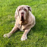 Un Mastiff allongé sur un terrain herbeux et semblant détendu 