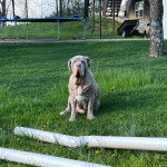 Un Mastiff assis sur un terrain herbeux 