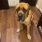 Un Mastiff assis sur un plancher et portant un collier autour du cou 
