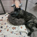 Un Mastiff allongé dans une cage et portant un collier autour du cou