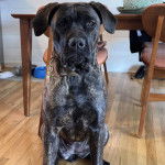 Un Mastiff assis sur un plancher et portant un collier autour du cou
