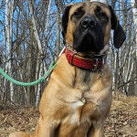 Un Mastiff sur un terrain herbeux et qui est tenu en laisse 