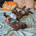 Un Mastiff allongé sur un lit et portant un collier autour du cou