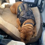 Un Mastiff allongé dans un panier et portant un harnais 